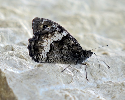 woodland grayling